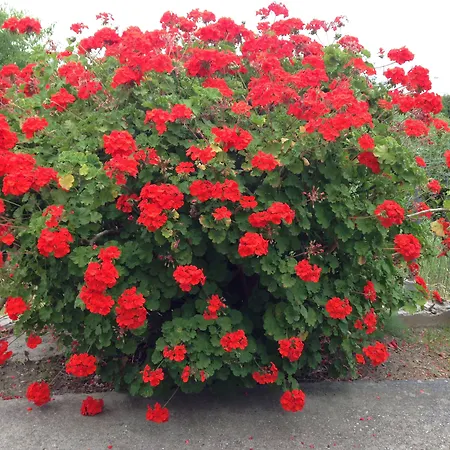 Apartmanhotel Anita Jaliszósz