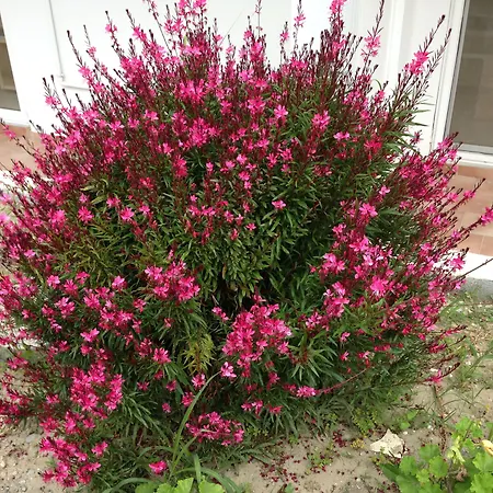 Anita Apartmanhotel 4*