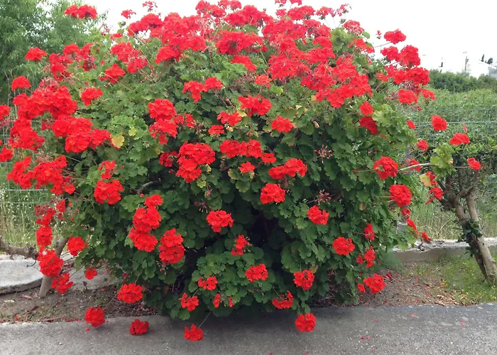 Hotel apartamentowy Anita Jalisos